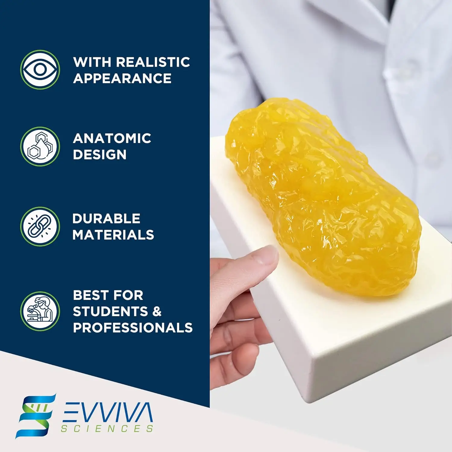 نماذج مقلدة للعضلات والدهون ال - مراجعة Nutrition Fitness And Health وسعره